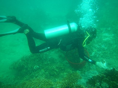 Tiến hành phục hồi rạn san hô bị hư hại do bão số 12