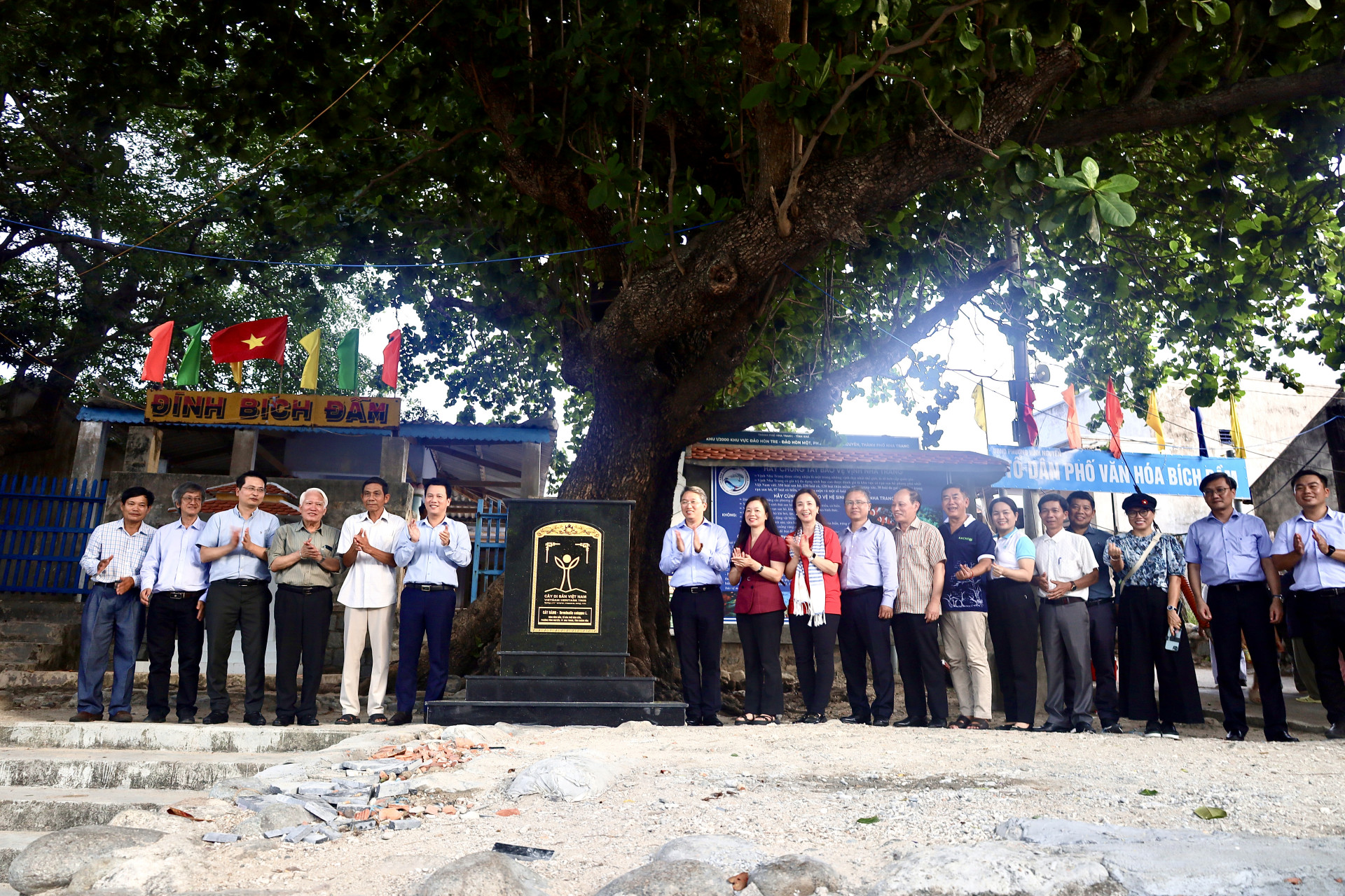 Cây bàng ở Tổ dân phố Bích Đầm được công nhận cây di sản Việt Nam