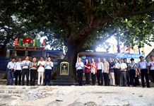Cây bàng ở Tổ dân phố Bích Đầm được công nhận cây di sản Việt Nam