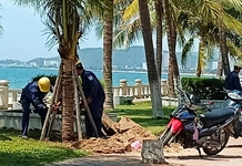 Chặt dừa già, trồng dừa mới trên đường Trần Phú để đảm bảo an toàn