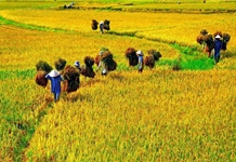 Những yếu tố tác động đến xây dựng giai cấp nông dân Việt Nam trong bối cảnh hiện nay    