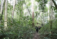 Trồng cây gắn với bảo vệ rừng hiệu quả
